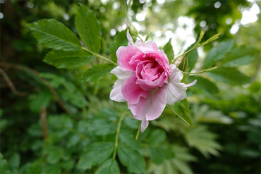 DSC07624_R
