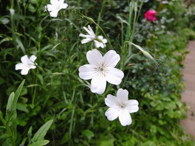 DSCF2437_R