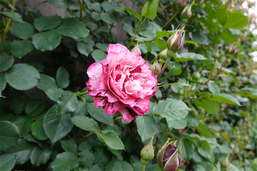 DSC06941_R