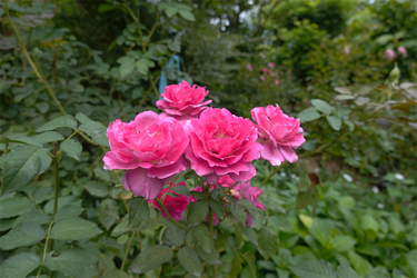 DSC09284_R