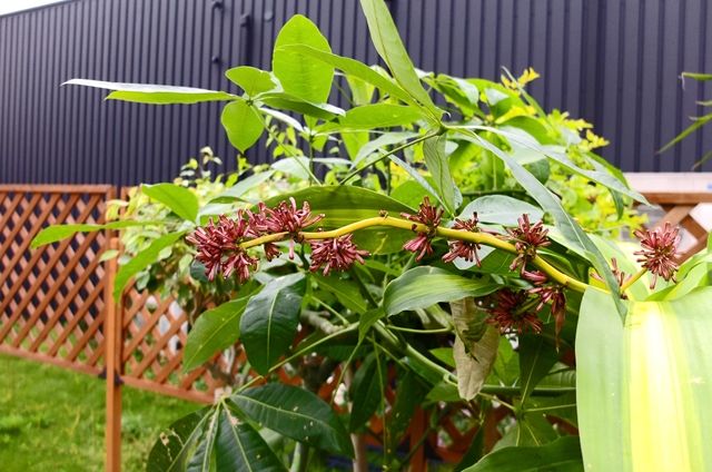 藍川京 の部屋 ドングリや一瞬の花 Livedoor Blog ブログ 藍川京 の部屋 ドングリや一瞬の花 Livedoor Blog ブログ