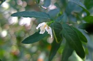 DSCF5432_R