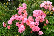 DSCF3420_R