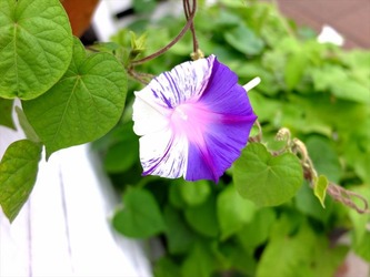 DSCF1180_R