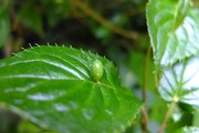 DSCF2868_R