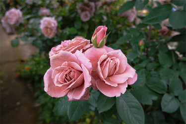 DSC07278_R