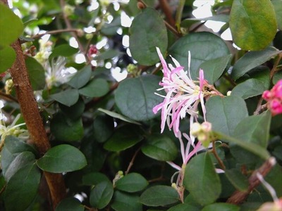 DSCF1510_R