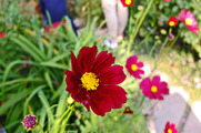 DSCF6804