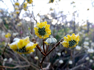 DSCF4703_R