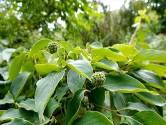 DSC01243_R