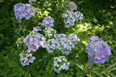 DSC07737