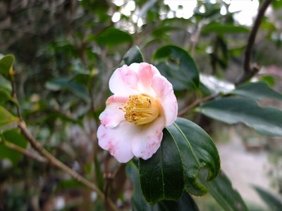 DSCF1191_R