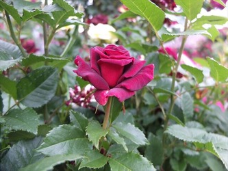 DSCF0388_R