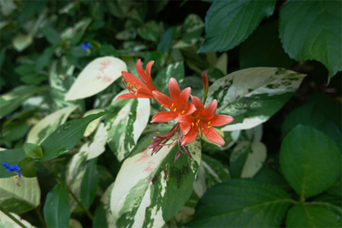 DSC08732_R