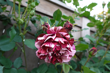 DSC07136_R
