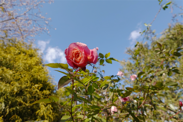 DSC09615_R