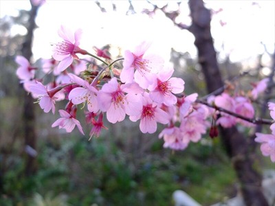 DSCF4761_R