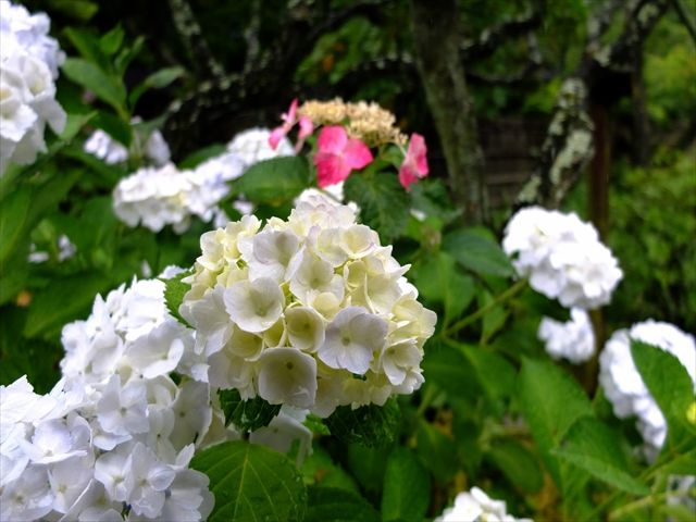 DSCF3299_R