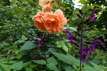DSC02490_R