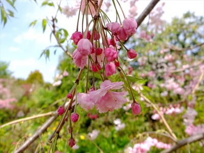DSCF5341_R