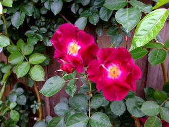 DSCF0041