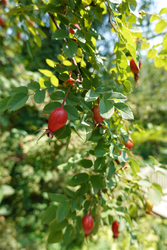 DSC08798_R