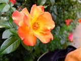 DSCF4374_R