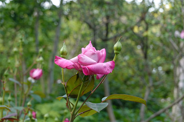 DSC07027_R
