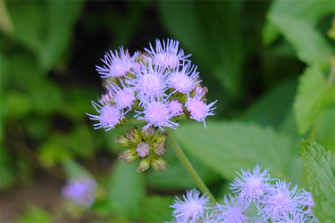 DSC09296_R
