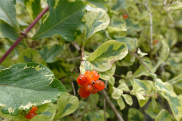 DSC08515_R