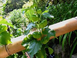 DSCF8827_R