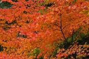 DSCF7401_R