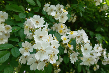 DSC01488_R