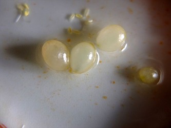 DSCF6405_R