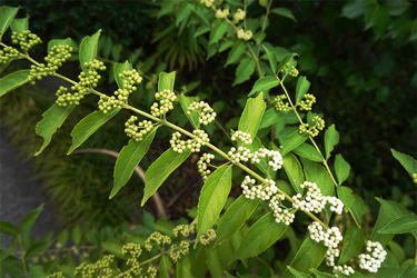 DSC09197_R