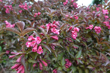 DSC06921_R
