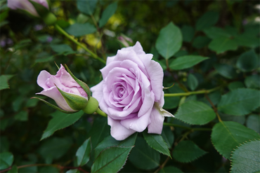 DSC07076_R