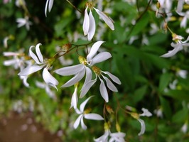 DSCF9964_R