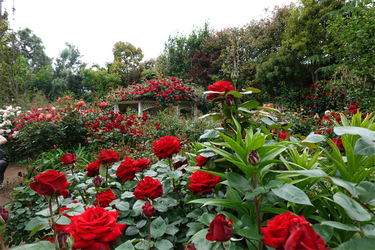 DSC07365_R