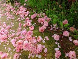 DSCF0808_R