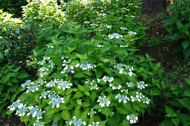 DSC07867_R