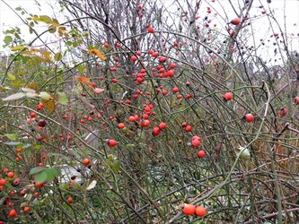 DSCF7624_R