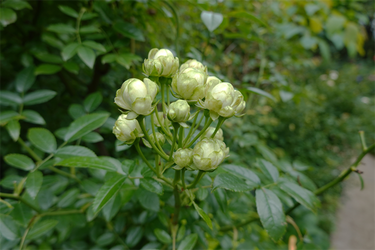 DSC08739_R