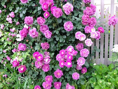 DSCF3263_R