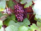 DSCF2518_R