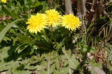 DSC00393_R