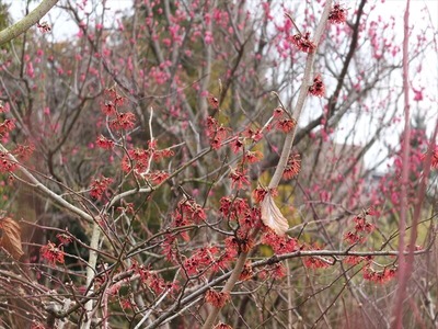 DSCF0910_R