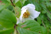 DSCF4239_R