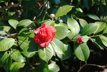 DSC06244_R
