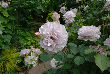 DSC07616_R